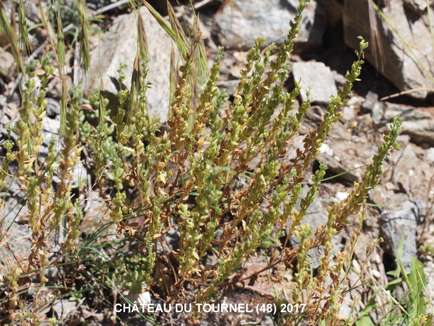 Speedwell, (Dillen's) plant